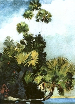 Palmtrees - Florida